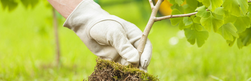 Trade-a-Tree Program